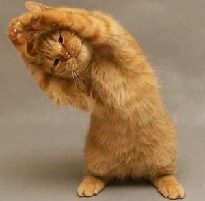 l-Kitty-yoga...-STRREEETTTCCCHHH - Version 2