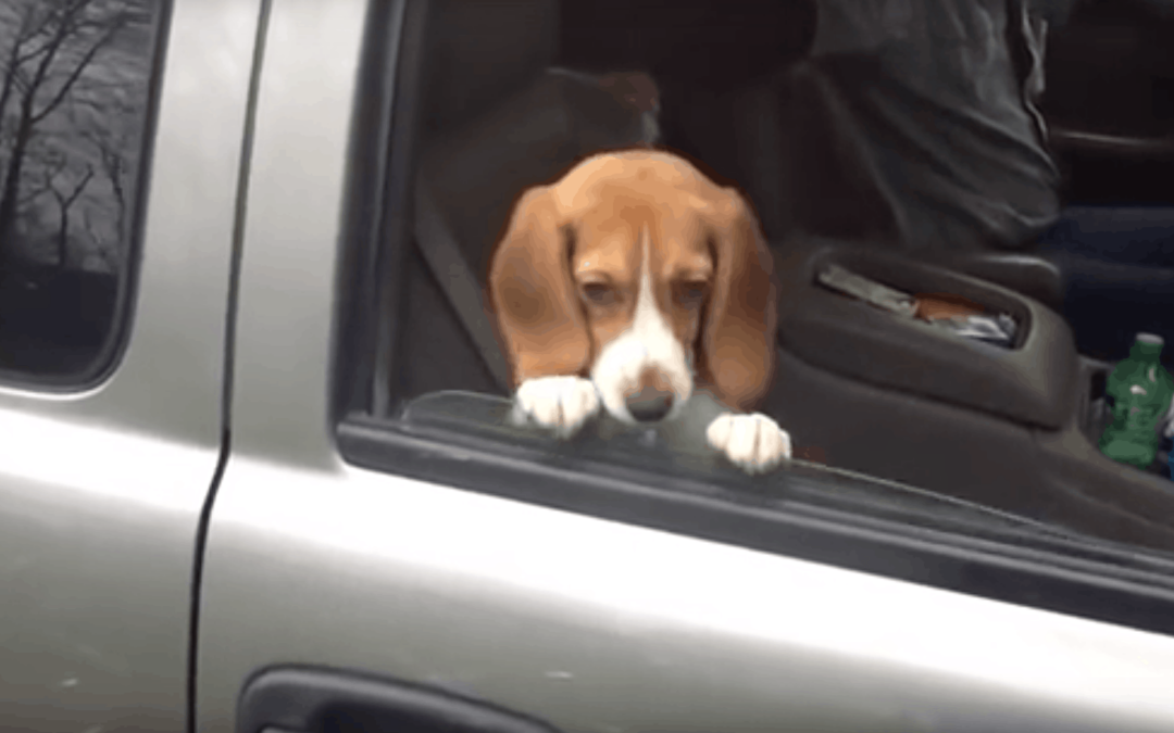 VIDEO Awaken Your Inner Smile with Beagle Puppy