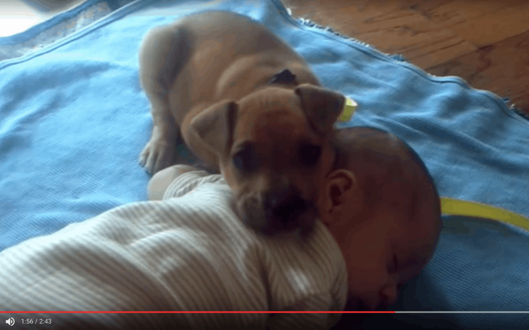 VIDEO Calming Puppy Falls Asleep On Baby