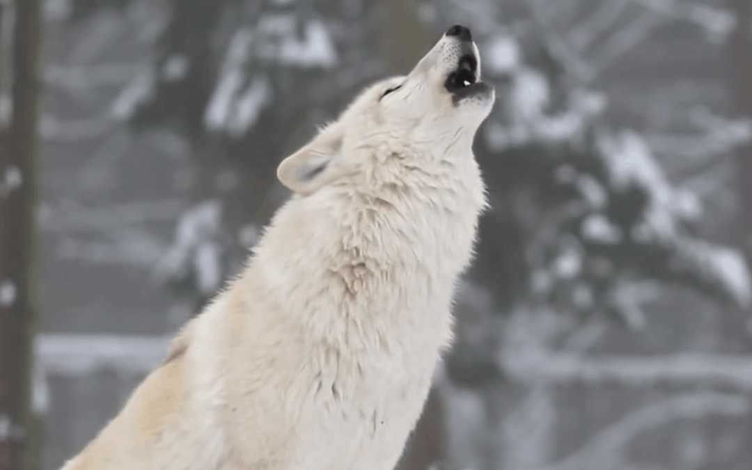 VIDEO How Wolves Change Rivers