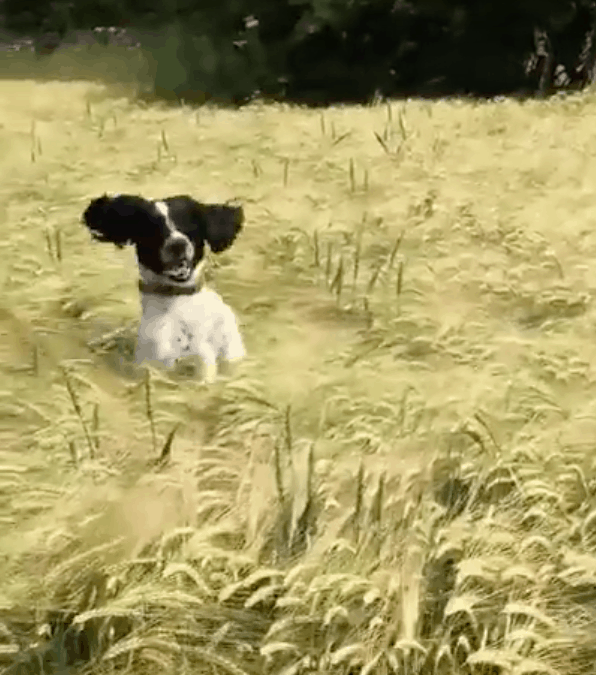 VIDEO How My Dog Finds Me in a Field