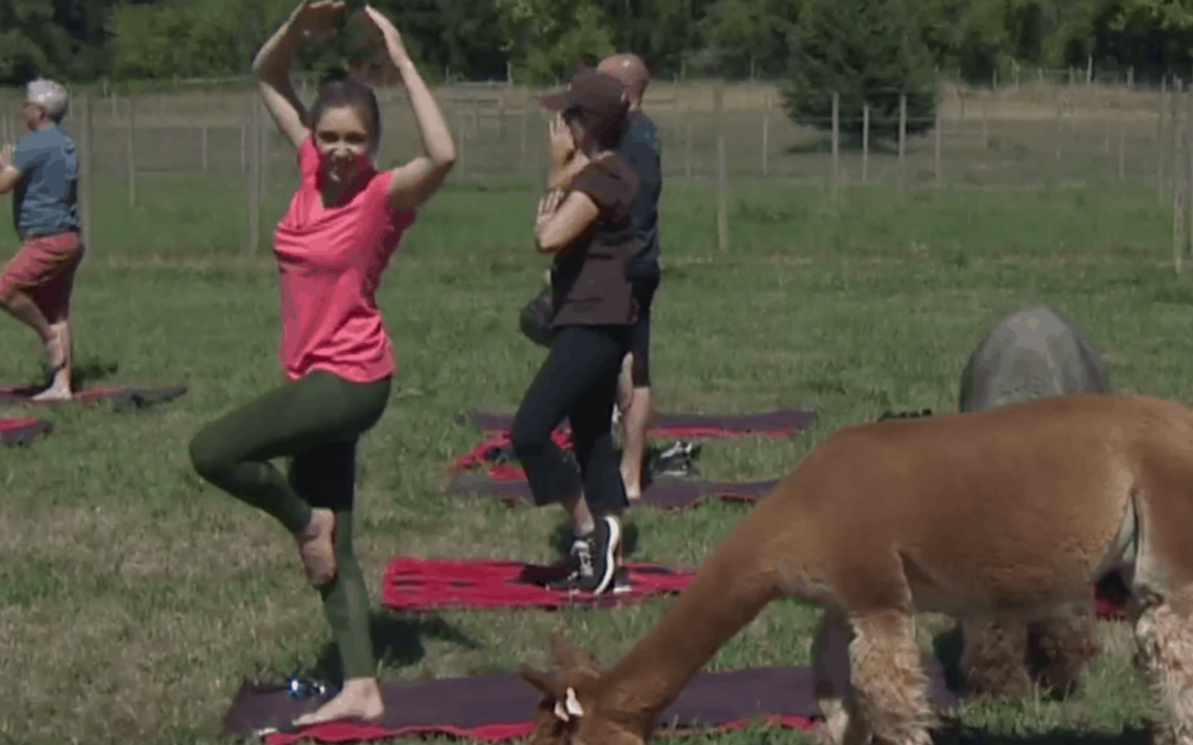 VIDEO Alpaca Yoga