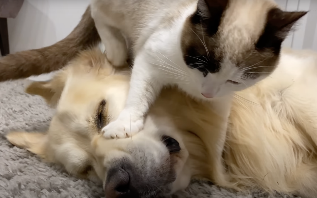 VIDEO Cat Massaging Dog