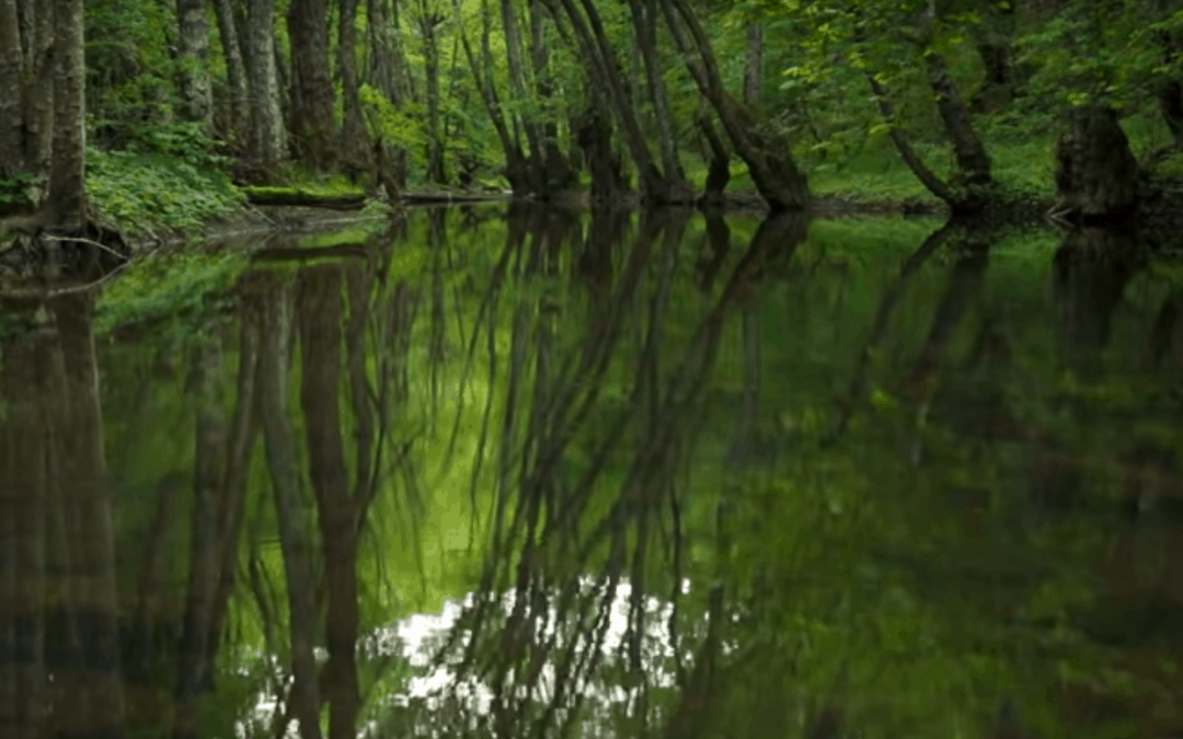 VIDEO Birdsong to Open Your Heartwings