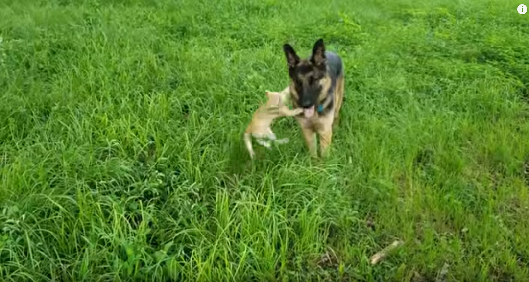 VIDEO Dog Meets Kitten