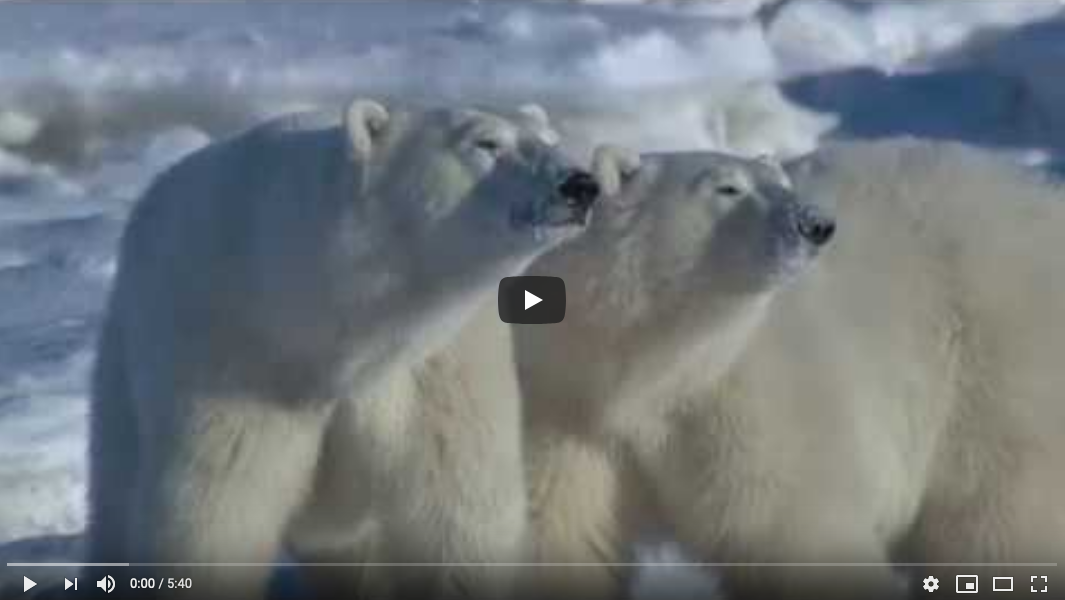 VIDEO Polar Bear Love