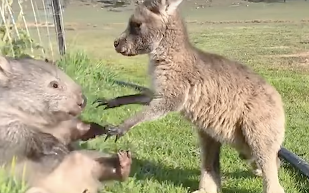 VIDEO Kangaroo And Wombat Love