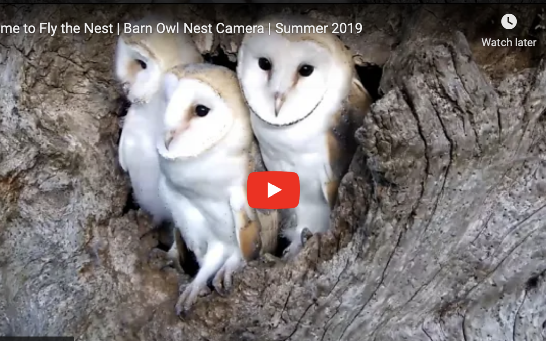 VIDEO The Wisdom of Owls