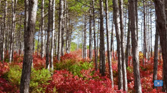 VIDEO: Enchanting Autumn Sights and Sounds