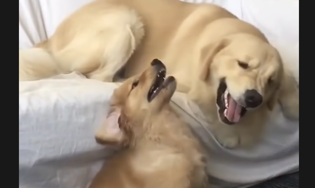 VIDEO Laugh, Laugh and Laugh – Funny and Cute Dogs