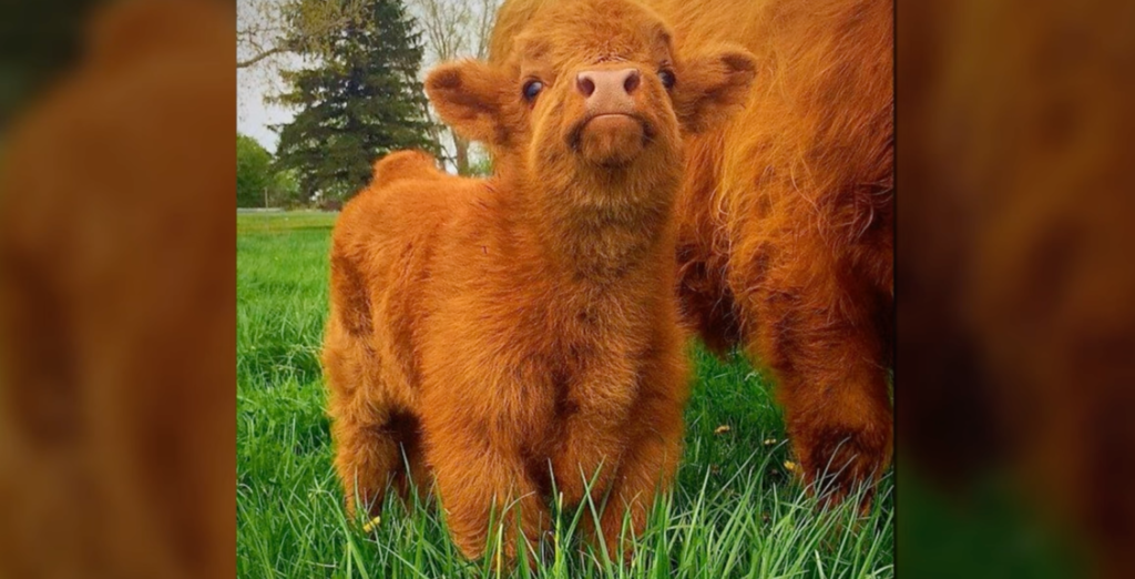 Adorable Cows To Uplift You
