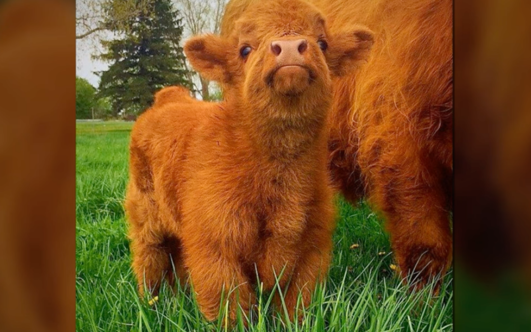 Adorable Cows To Uplift You