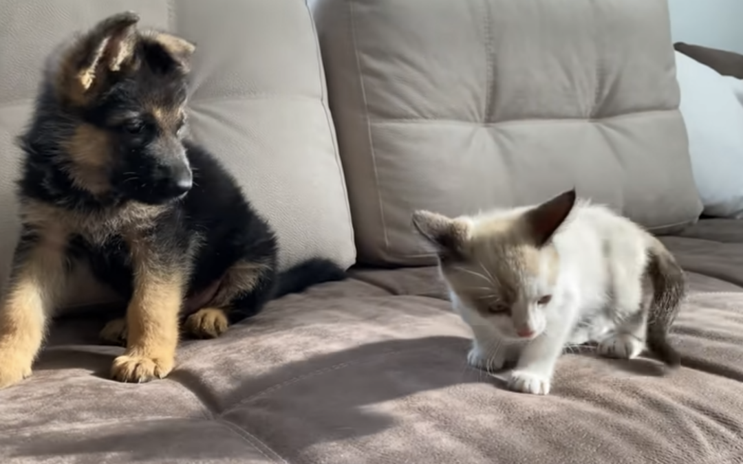 VIDEO: Puppy and Kitten’s First Play Together