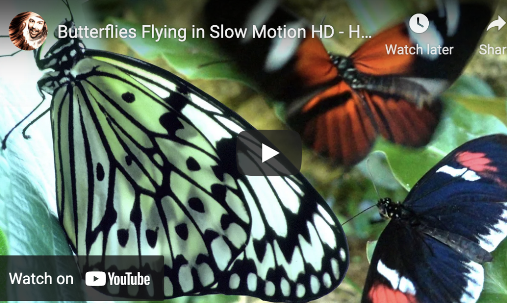 VIDEO: Butterflies Flying in Slow Motion