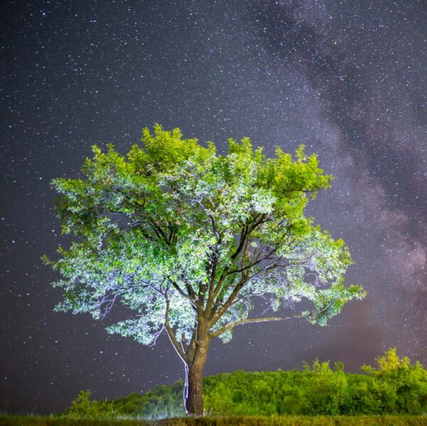 Glowing Tree in the Star Constellation: Yoga Nidra Journey